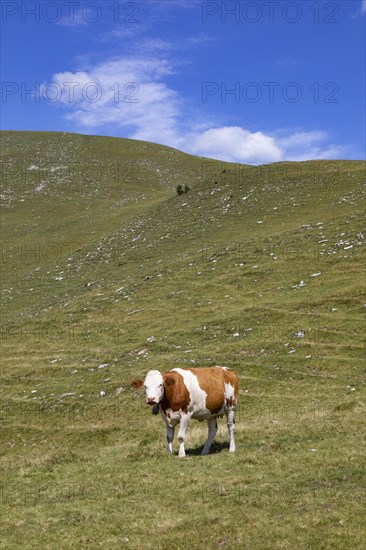 Cow grazing on the Trattbergalm