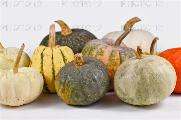 Mix of different colorful pumpkins and squashes on light gray background
