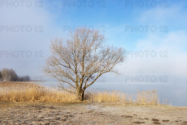 Autumn landscape in the morning mist with bare deciduous tree on the shore of the Irrsee