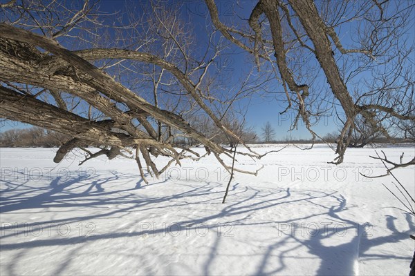 Tree branches