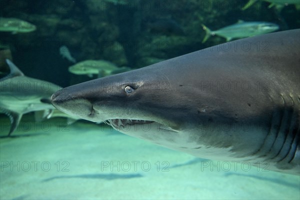 Sand tiger shark