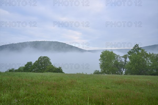 Meadow