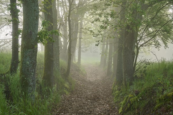 Hiking trail