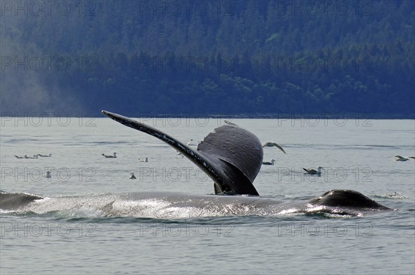 Fluke of a diving humpback whale