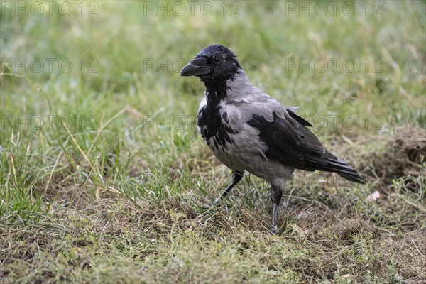 Hooded Crow