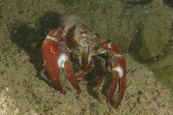 Signal crayfish