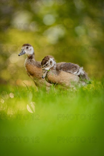 Egyptian goose chick in meadow