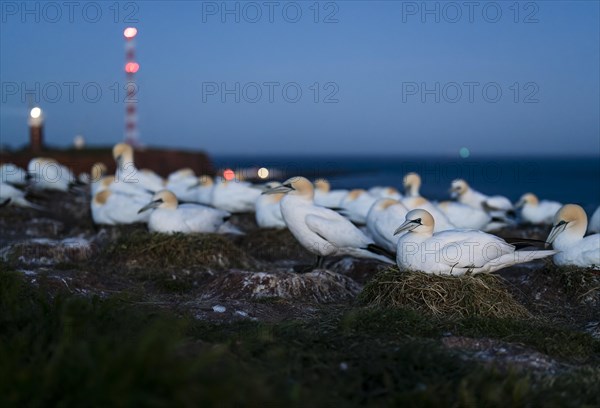 Northern gannet