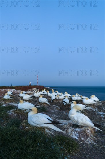 Northern gannet