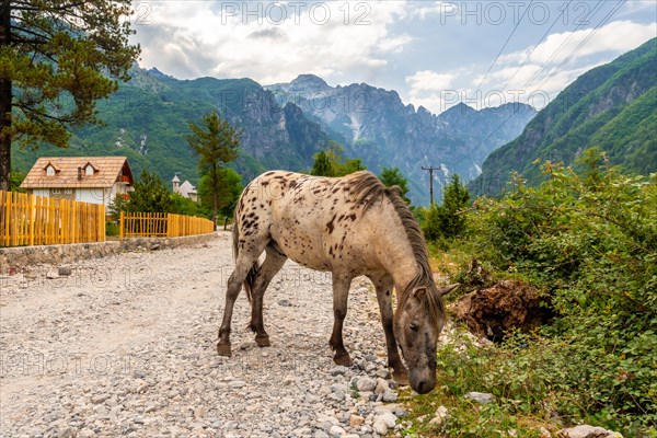 A horse on the trail in the valley of Theth national park