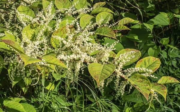 Flowering Japanese Knotweed