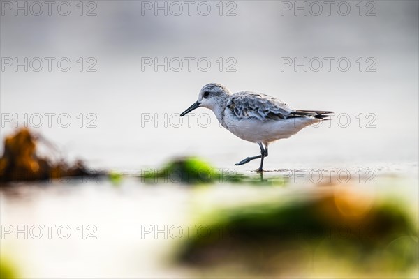 Sanderling