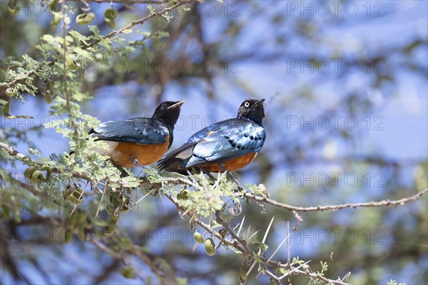 Superb starling