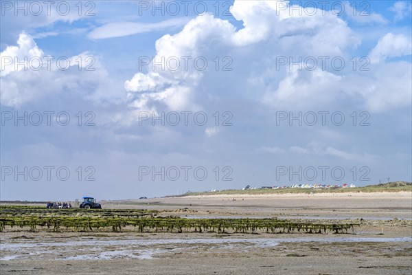 Oyster farm on the beach of Gouville-sur-Mer