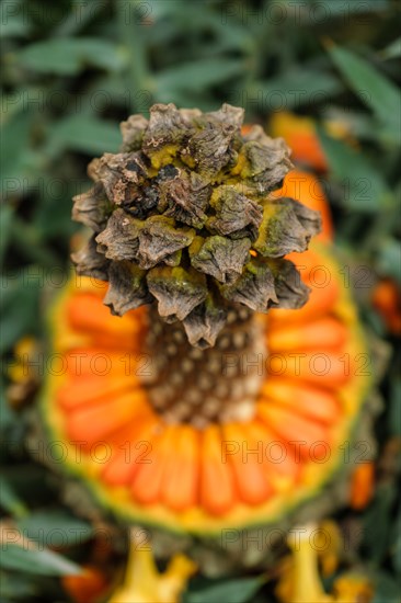 (Encephalartos) horridus aka Eastern Cape blue cycad cone close up. Selective focus shallow depth of field