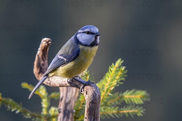 Blue Tit