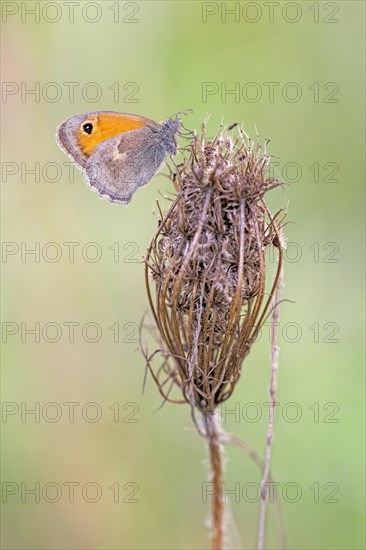 Meadow brown