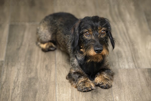 Rough-haired dachshund