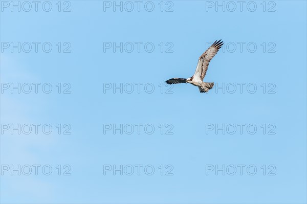 Western osprey