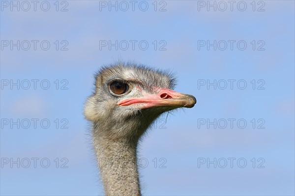 Common ostrich