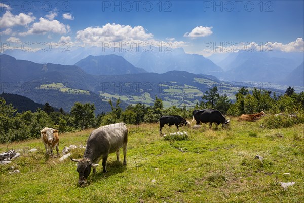 Herd of cattle on the Schlenkenalm with a view of the Salzach Valley