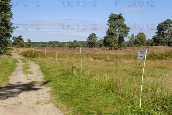 Fence for sheep grazing