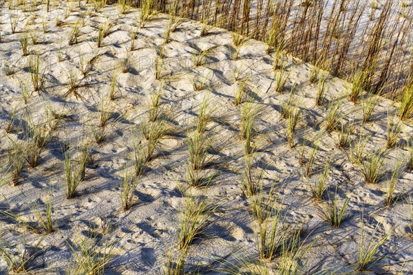 Planting grasses in dunes