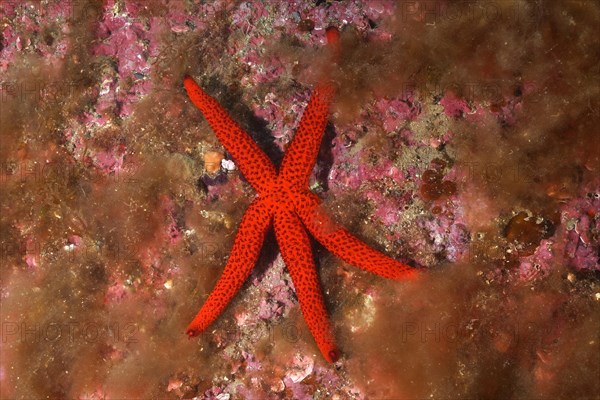 Orange starfish