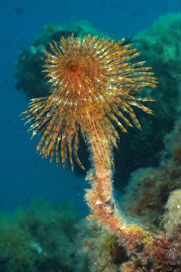 Mediterranean fanworm