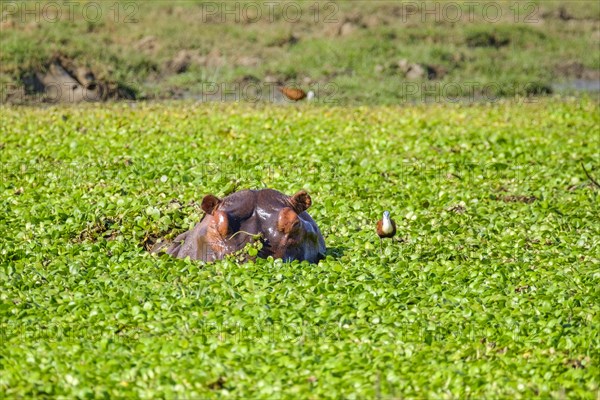 Hippo