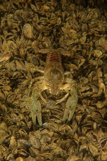 European crayfish