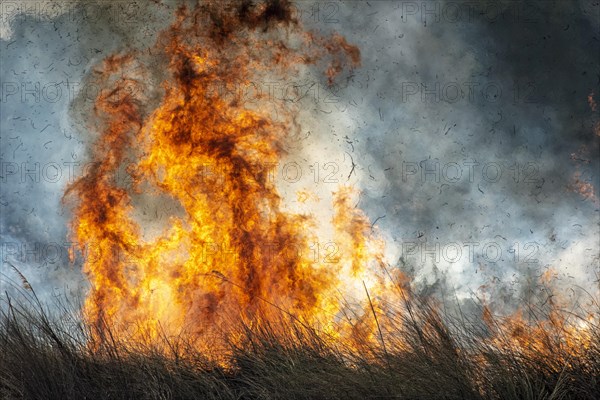 Bushfire in the African Savannah