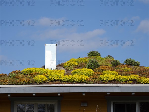 Wooden house with colourful flowering green roof