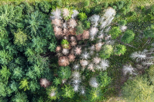 Forest dieback in Black Forest