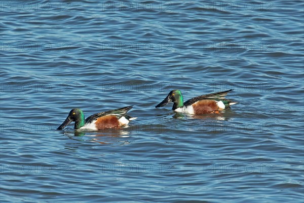 Shoveler two males swimming in water left looking
