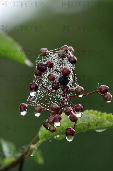 Spider's web with morning dew