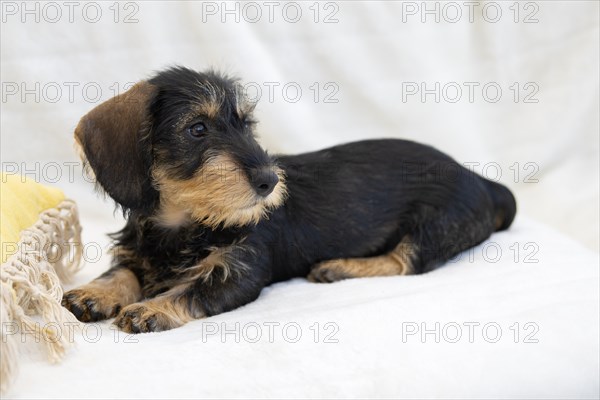 Rough-haired dachshund