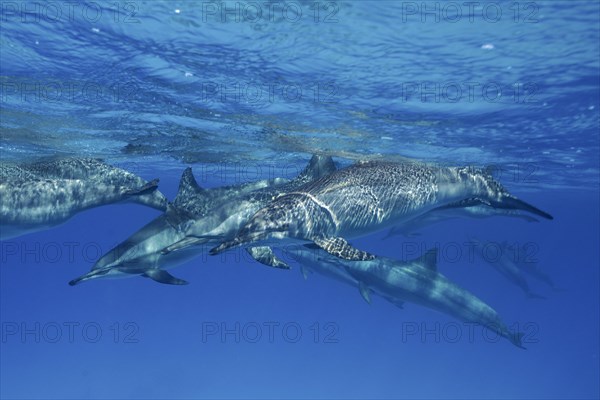 Group of spinner dolphin