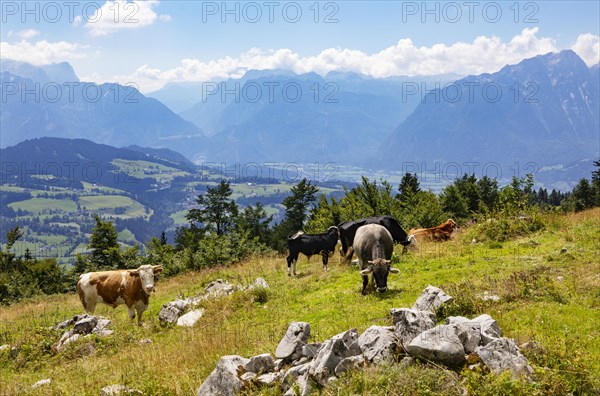 Herd of cattle on the Schlenkenalm with a view of the Salzach Valley