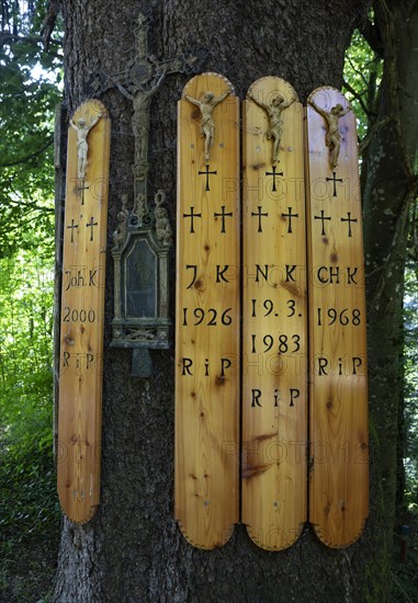 Dead boards at the Kreuzfichte