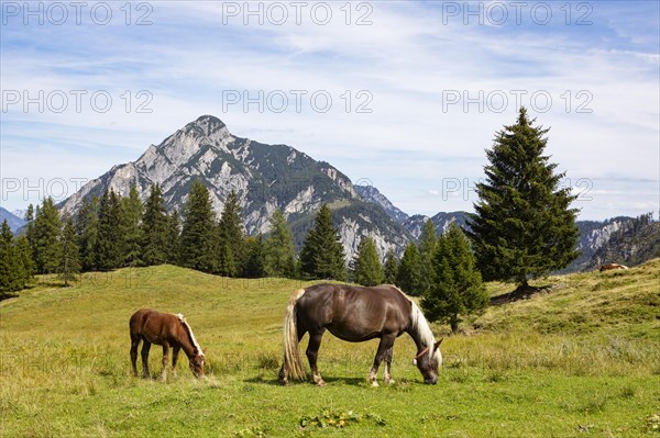 Horses on the mountain pasture with Rinnkogel