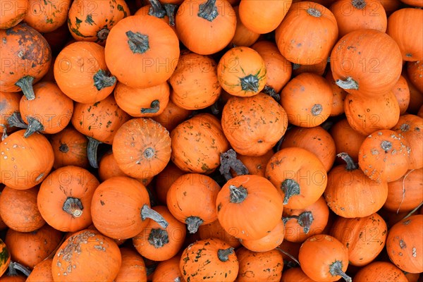 Many orange little Halloween 'Baby Bear' carving pumpkins