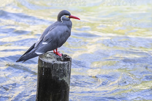 Inca tern