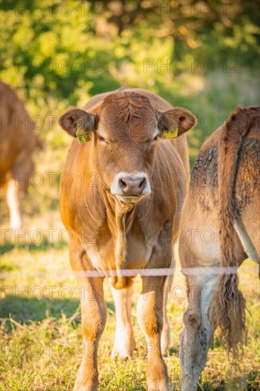 Cow in outdoor enclosure