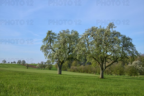 Pear trees