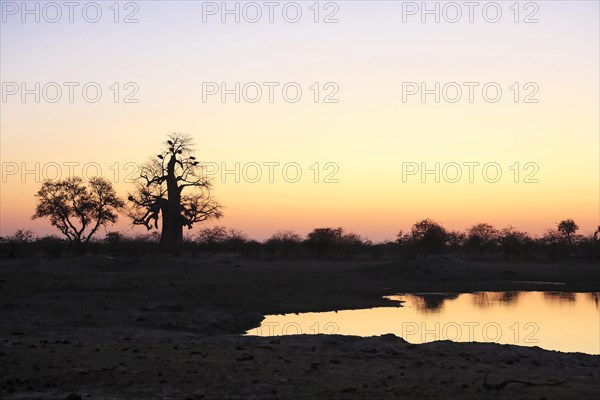 Evening atmosphere at the waterhole and baobab