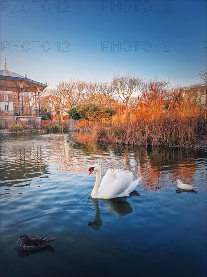 White swan and mandarin ducks floating on the lake in the park of Asnieres sur Seine city hall