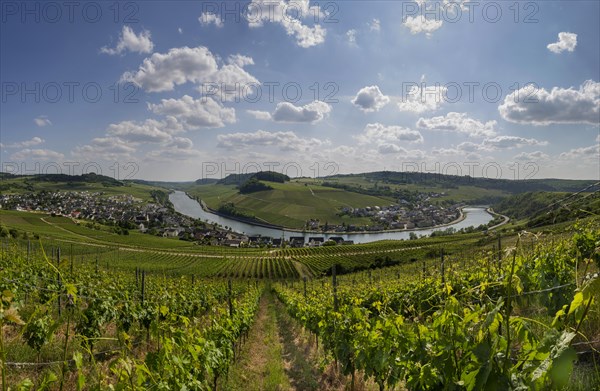 Vineyard on the Moselle