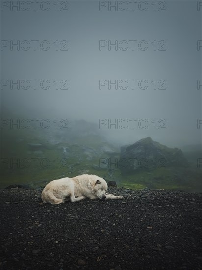 Moody and silent scene with a white