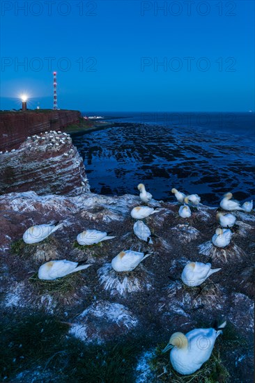 Northern gannet